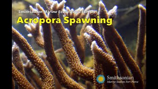 Staghorn Coral Spawning  Smithsonian Marine Station [upl. by Raymonds]