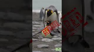 Penguins INVOLVED in Shocking Pebble Prostitution [upl. by Emmott137]