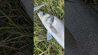 Rapala Precision Extreme Mavrik 110 brancin spigola seabass rapalamaverik110 [upl. by Mackenzie]