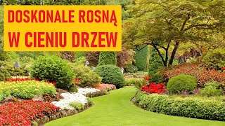 Byliny okrywowe i zadarniające do cienia Wspaniale kwitną pod drzewami [upl. by Acilegna]