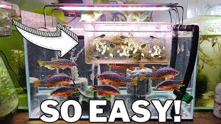 Breed 1000s of Celestial Pearl Danios with this DIY Egg Trap [upl. by Crandell]