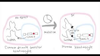 Video synopsis snoRNA Host Gene long noncoding RNA affects cell fate control EMBO Journal [upl. by Nylaras]