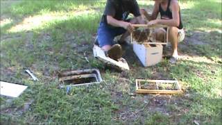 NSB water meter bees 2wmv [upl. by Lissie]