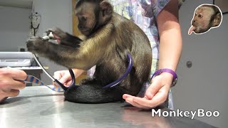 Monkey Vet Visit [upl. by Hadria]