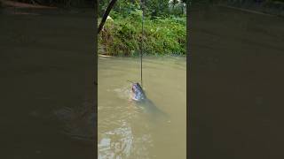 Unbelievable Stump Hook Challenge Fishing Videofishfishvideoshorts [upl. by Maurise]