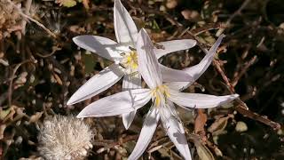 Ενδημικά κρητικά κολχικά Colchicum cretense στις μαδάρες των Λευκών Ορέων της Κρήτης [upl. by Yarw]