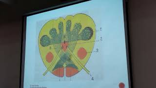Núcleos del tronco encefalico teoría 1906 [upl. by Piers]