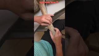 Removal of flying larvae in a German Shepherd dog pets [upl. by Direj]