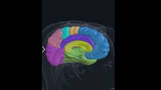 Cerebrum  Cerebral Hemispheres  3D anatomy  Brain Sulci Gyri [upl. by Oicnaneb]