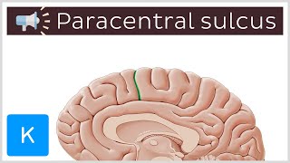 Paracentral sulcus  Anatomical Terms Pronunciation by Kenhub [upl. by Sidran364]