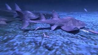 Bowmouth guitarfish Taiwanjioaxi [upl. by Adniral]