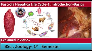 Fasciola Hepatica Life Cycle1 IntroductionBasics  Platy helmenthes  HSR Bioinfo [upl. by Ahsemal]