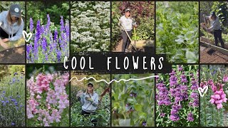 Cool Flowers Planting Guide How When amp Why to Fall Plant Hardy Annuals [upl. by Corrianne]