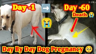 day 1 to day 60 dog pregnancy 🥺 l dog pregnancy day by l dog pregnancy week by week l pregnant dog [upl. by Annorah]