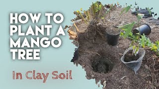 How to Plant a Mango Tree in Clay Soils Step by Step [upl. by Jo]