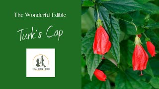 The Wonderful Edible Turks Cap [upl. by Seale]