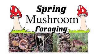 Spring Mushroom Foraging Identifying Wild Mushrooms in Spring [upl. by Riorsson]