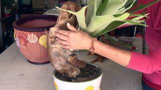 How to Trim a Staghorn Fern  Great Gardening [upl. by Nwahser]