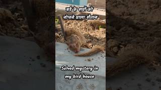 Solved My bird house Mystery  Mysteries Jeev Trapped  youtubeshorts birds petsvlog [upl. by Cooke]