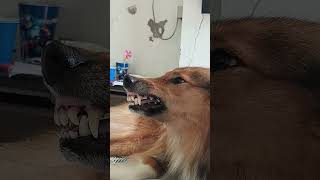 Dog in angerwild face youtube dog doglover ytshorts dogshorts funnyshorts [upl. by Nhguavoj]