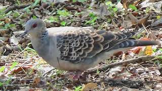 2 European Turtle Doves finding food on the ground [upl. by Chapman113]