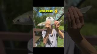 Hopefully we’ll catch a jewfish next week🙏🤞 viralvideo fishing summer fishinglife [upl. by Meibers]