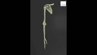 Visualizing the Humerus and Ulna A 3D Journey  Total Orthocare [upl. by Natala]