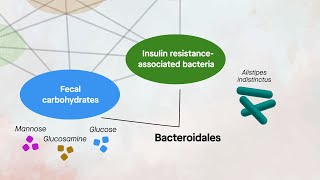 This gut microbe might protect against diabetes and reduce insulin resistance [upl. by Hinman279]