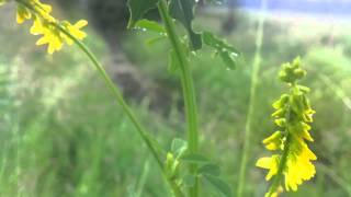 Yellow Sweet Clover Melilotus Officinalis  20120611 [upl. by Nara]