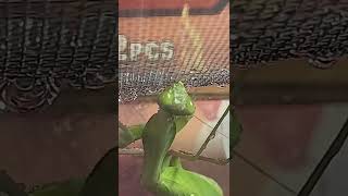 Giant Mantis drinking 2  24 insect prayingmantis animal shorts pets hierodula membranacea [upl. by Namso]