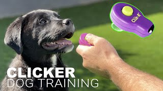 How to Train Your Dog with a CLICKER [upl. by Payson]