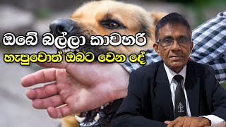 සුරතලා නිසා අමාරුවේ වැටෙන්න කලින් බලන්න  What if your dog bites someone  law advice [upl. by Nurav460]