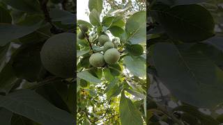 💥France ல வீட்லயே வளரும் வால்நட் மரம் ⁉️😱 shortsfeed shorts gardening walnut [upl. by Mcbride]