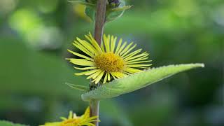 Morphology tip to identify Pushkaramoola  Inula racemosa How to identify Pushkaramoola [upl. by Lorrimer304]