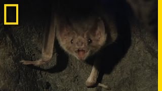 Vampire Bats Biting People  National Geographic [upl. by Nrev195]