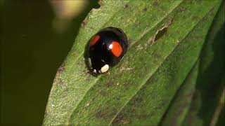 Dvopikčasta polonica  Adalia bipunctata Linnaeus 1758 [upl. by Vittoria]