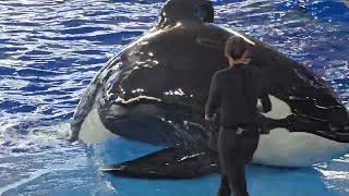 Seaworld San Antonio Orca Encounter July 27 2024 [upl. by Nnylaehs]