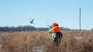 Wild Upland Game Pheasant Hunting in Illinois  Team Radical [upl. by Argile]