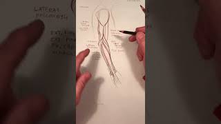 Master Your Wrist Muscles Extensor Carpi Radialis And Ulnaris Explained [upl. by Namref782]