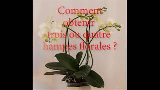 Orchidées Comment obtenir plusieurs hampes floralescomment faire refleurir une orchidée [upl. by Bernat]