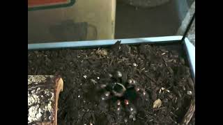 Mexican Red Knee Tarantula Grabs Cricket Slow Motion [upl. by Arlen]