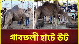 উটের দাম ৩৫ লাখ টাকা  CAMEL  Qurbani Hat [upl. by Stempson]