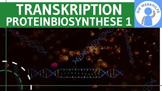 Transkription  Proteinbiosynthese 1  Ziel Ablauf amp Phasen einfach erklärt  Genetik Bio Abitur [upl. by Maxwell]