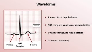 Intro to EKG Interpretation  Waveforms Segments and Intervals [upl. by Comras]