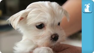 80 Seconds of a Precious Maltese Puppy Getting A Bath [upl. by Burlie140]