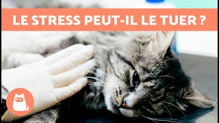 Un CHAT peutil MOURIR à cause du STRESS  😿 CAUSES et COMMENT LÉVITER [upl. by Inavoj]