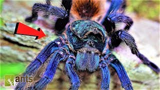 Worlds Most Beautiful Tarantula in Peril [upl. by Stinky]