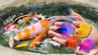 Catching fighting fish in the pond goldfish red tail catfish betta fish molly fish koi fish [upl. by Lovato]