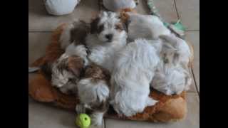 Havanese puppies from birth till 8 weeks [upl. by Charmine]