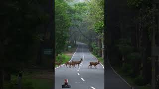 deershortvideowildanimaltigerlionanimalstigershortfeedfunnynature shortstourismcatdog [upl. by Moira]